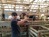 Sonny Berkah Farm Berikan Edukasi Kesehatan Hewan Qurban Jelang Raya Idul Adha